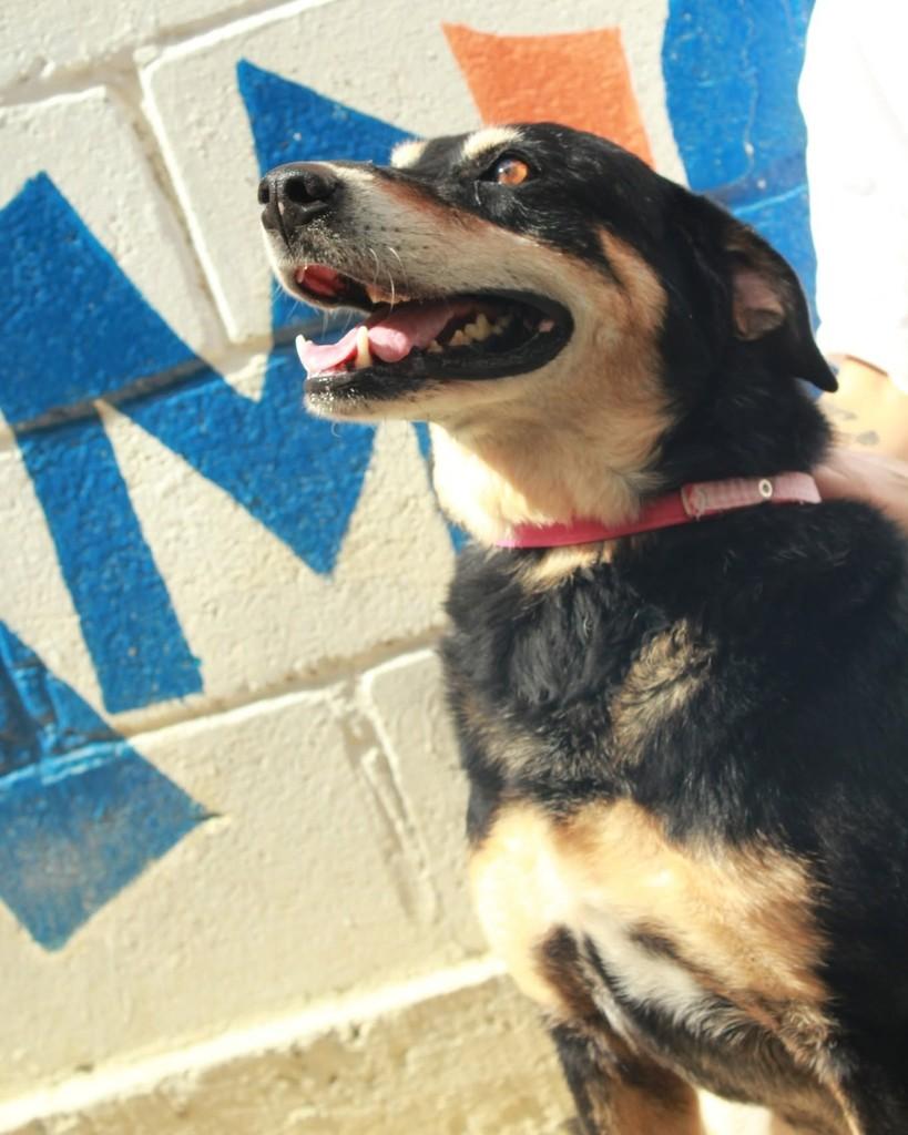 Vavá, cachorro de porte médio para adoção em Ibiúna - SP — foto 3 de 3