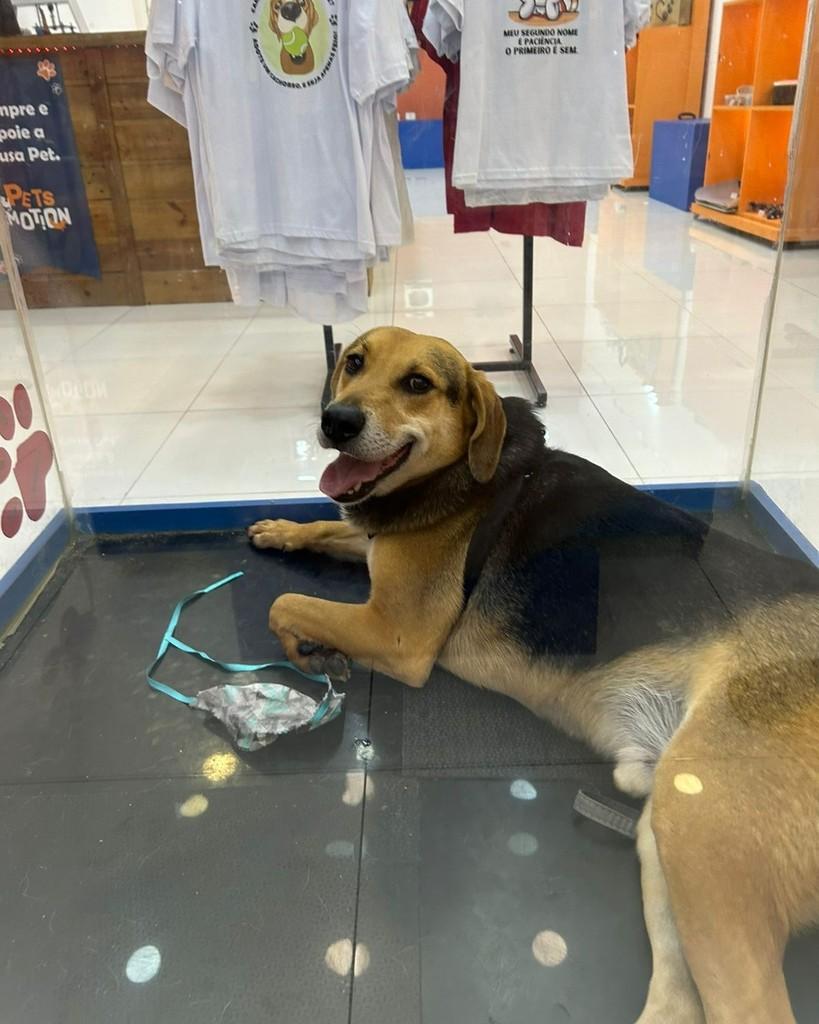 Tobias, cachorro de porte médio para adoção em Ibiúna - SP