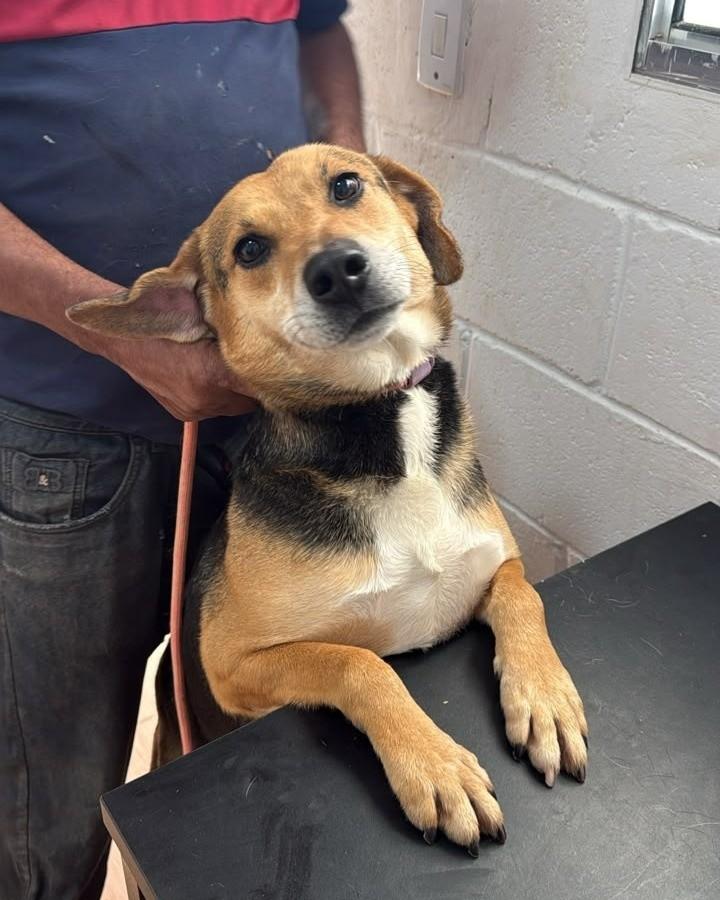 Tobias, cachorro de porte médio para adoção em Ibiúna - SP — foto 2 de 3