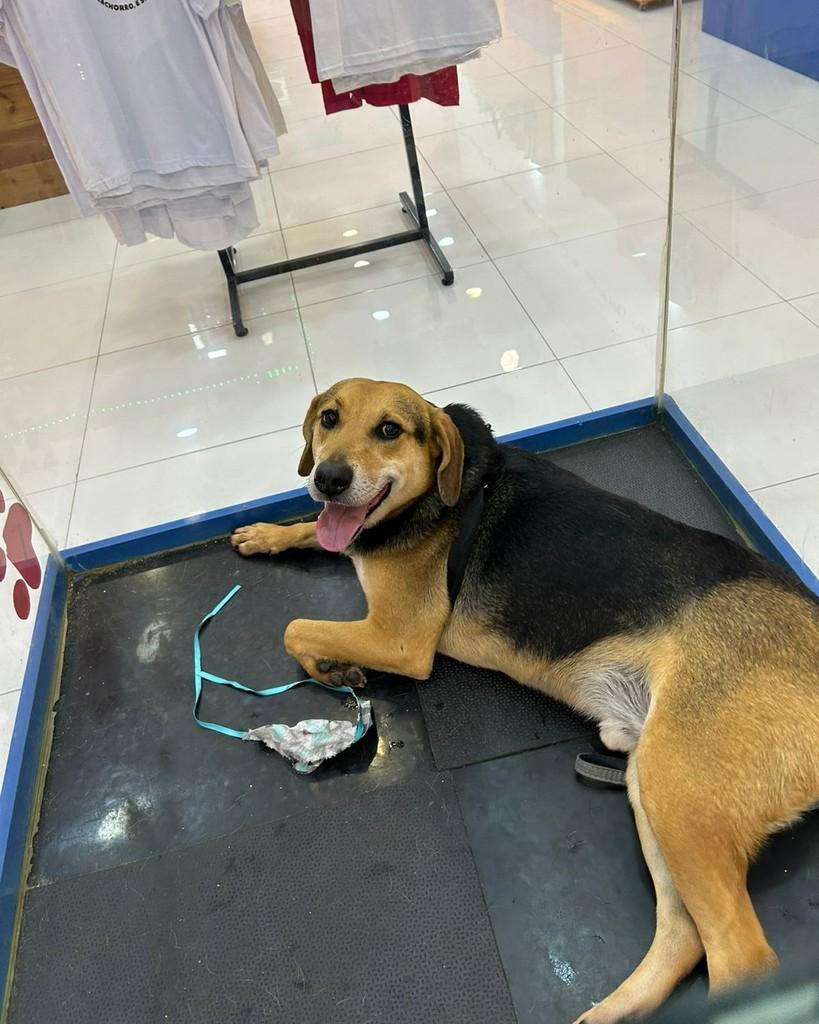 Tobias, cachorro de porte médio para adoção em Ibiúna - SP — foto 3 de 3