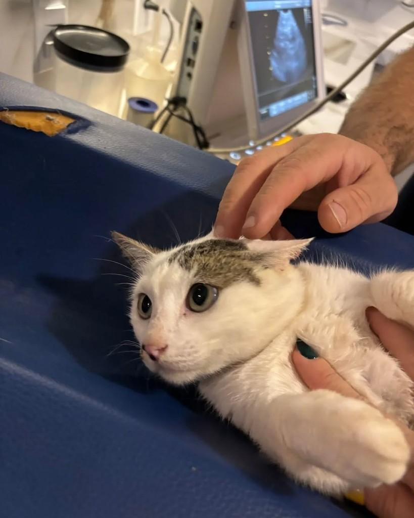 Ypê, gata para adoção em Eldorado - SP
