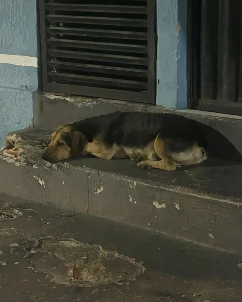 Divo, cachorro de porte médio para adoção em Cacoal - RO