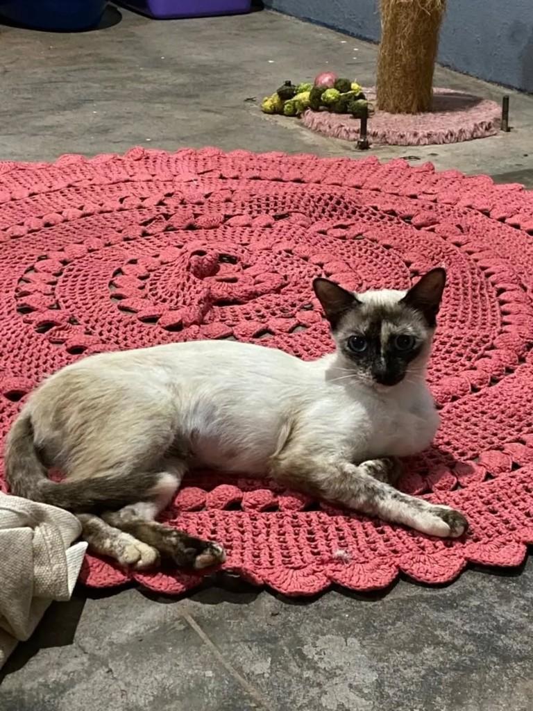 Lilica, gata de porte médio para adoção em Cacoal - RO
