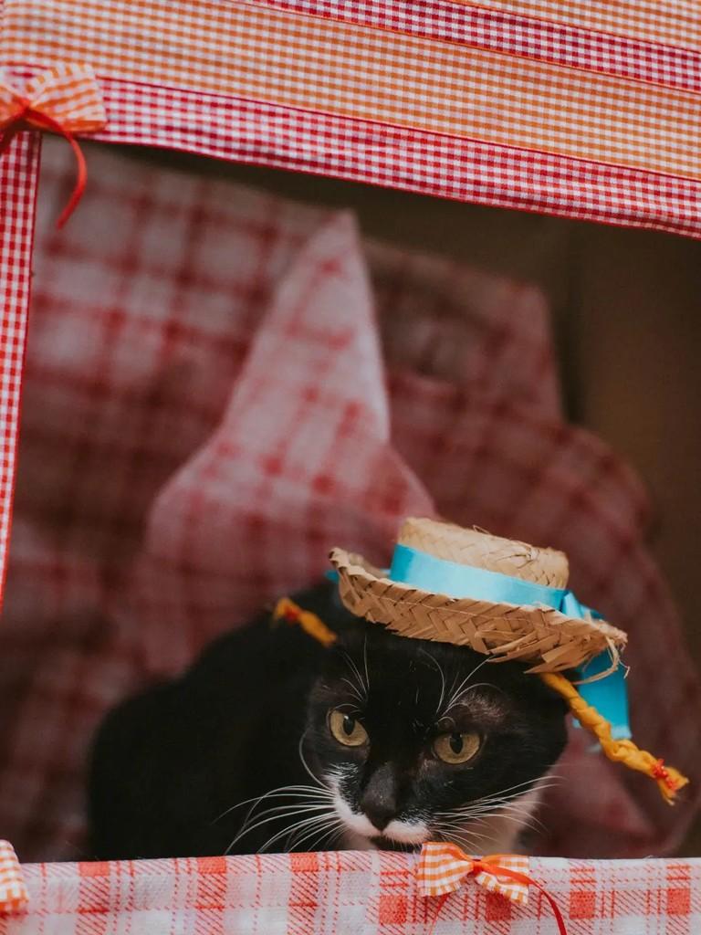 Violet, gato de porte pequeno para adoção em Cacoal - RO