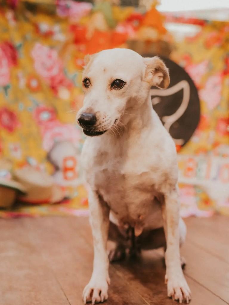 Lindona, cachorro de porte pequeno para adoção em Cacoal - RO