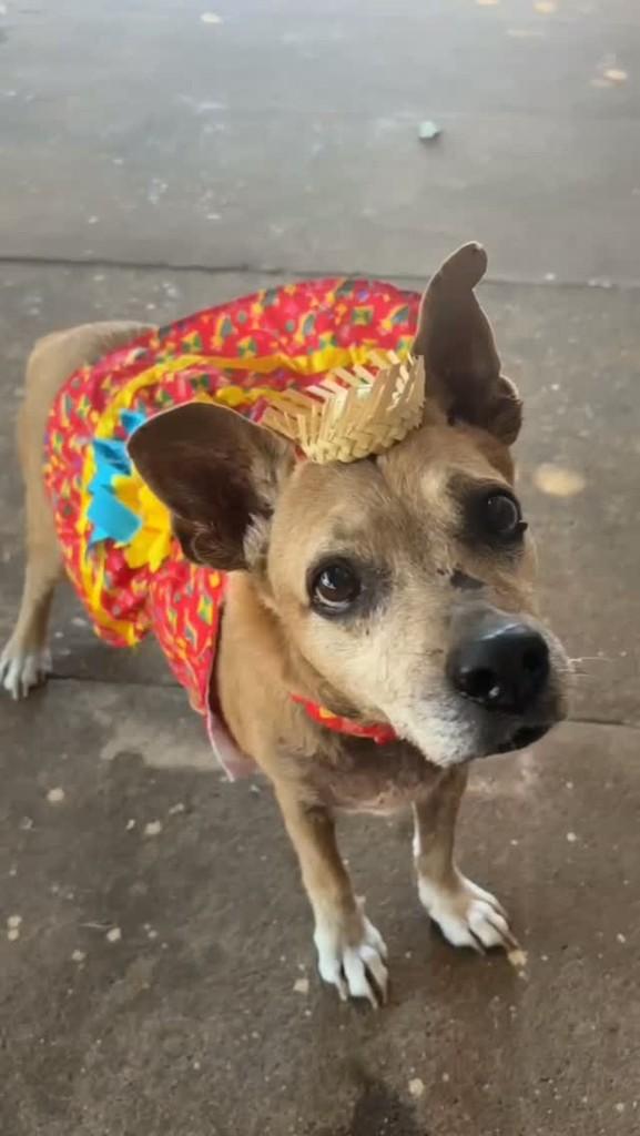 Memorina, cachorro de porte pequeno para adoção em Cacoal - RO
