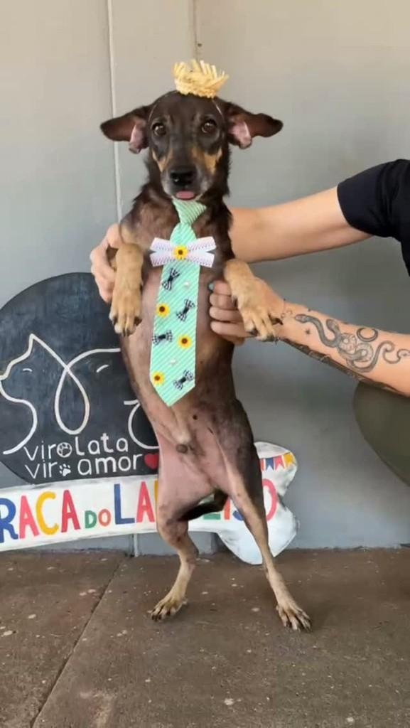 Duff, cachorro de porte pequeno para adoção em Cacoal - RO