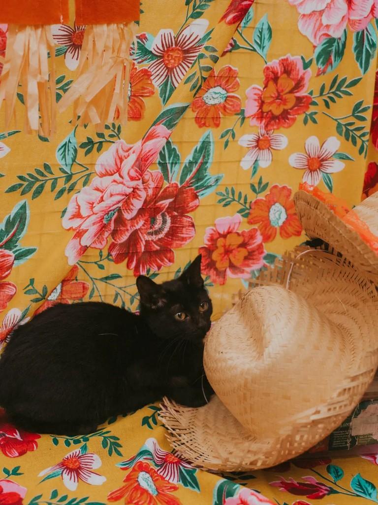 Nancy, gata de porte pequeno para adoção em Cacoal - RO