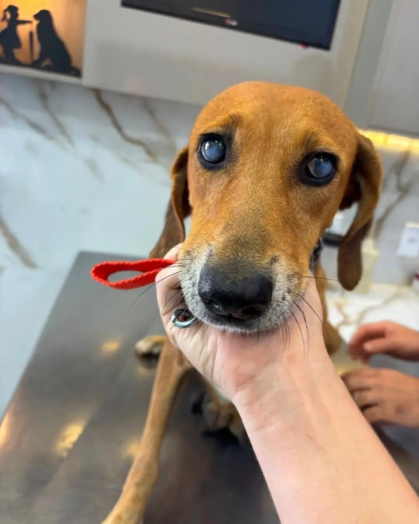 Wanda, cachorro de porte médio para adoção em Cacoal - RO