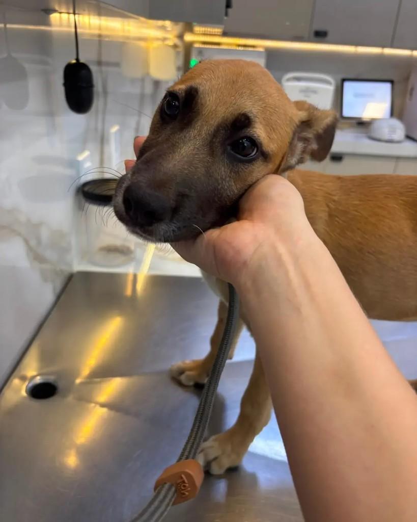 Latias, cachorro de porte pequeno para adoção em Cacoal - RO