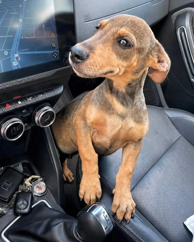 Jorge, cachorro de porte médio para adoção em Cacoal - RO