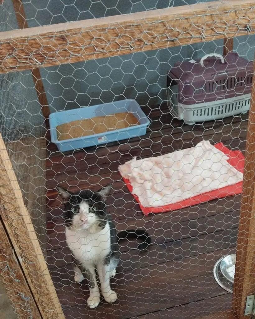 Quico, gato de porte pequeno para adoção em Cacoal - RO
