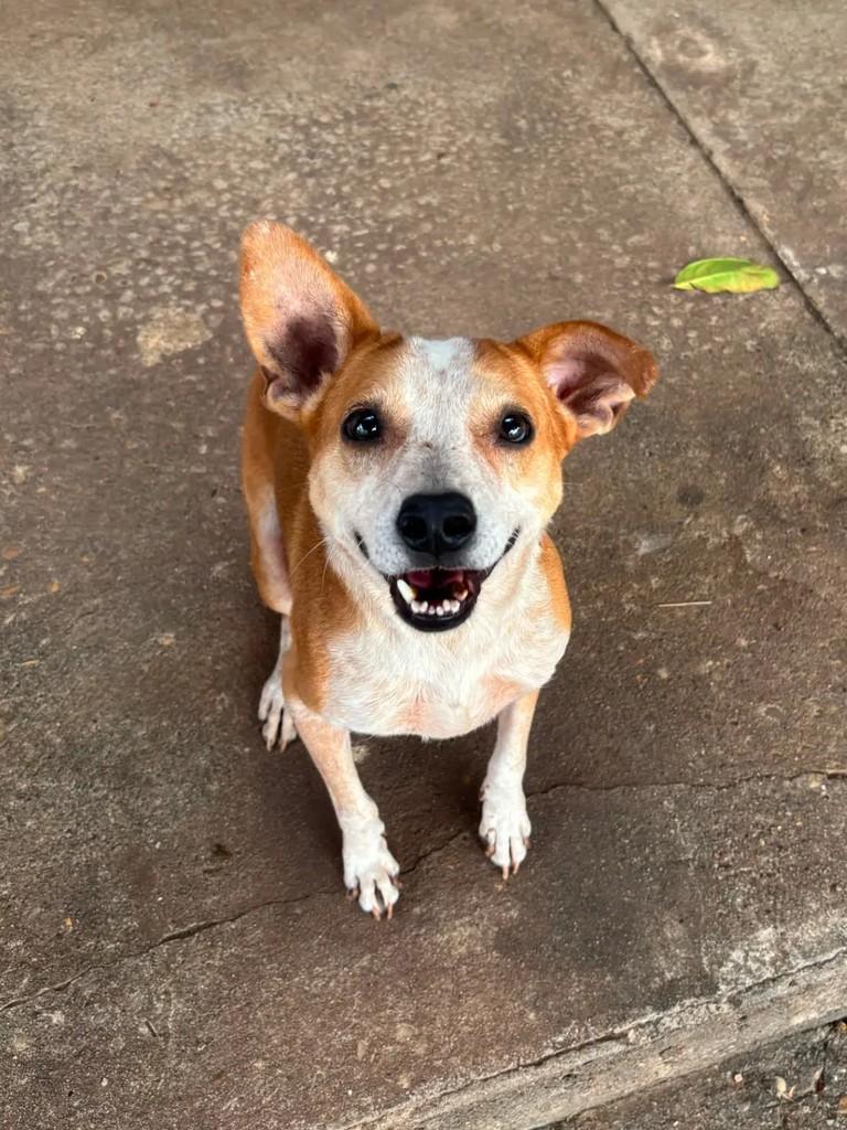 César, cachorro de porte médio para adoção em Cacoal - RO