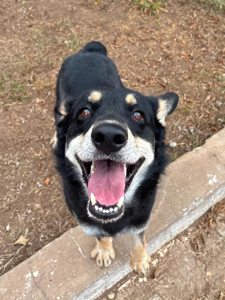 Duzentinhos, cachorro de porte médio para adoção em Cacoal - RO