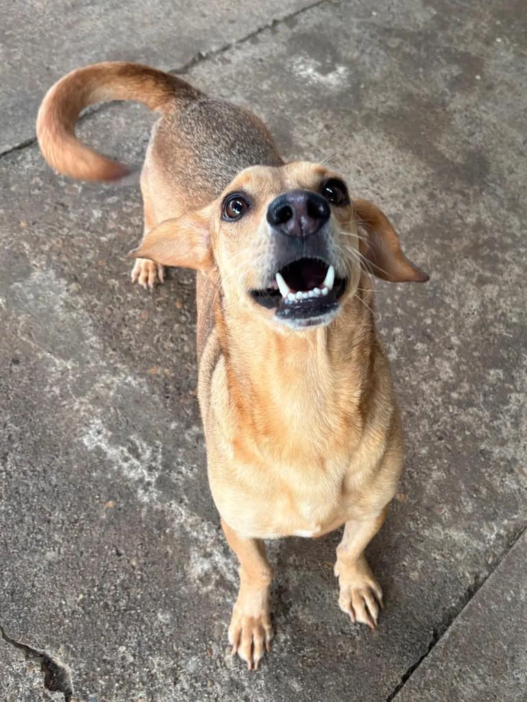Caramelo, cachorro de porte pequeno para adoção em Cacoal - RO