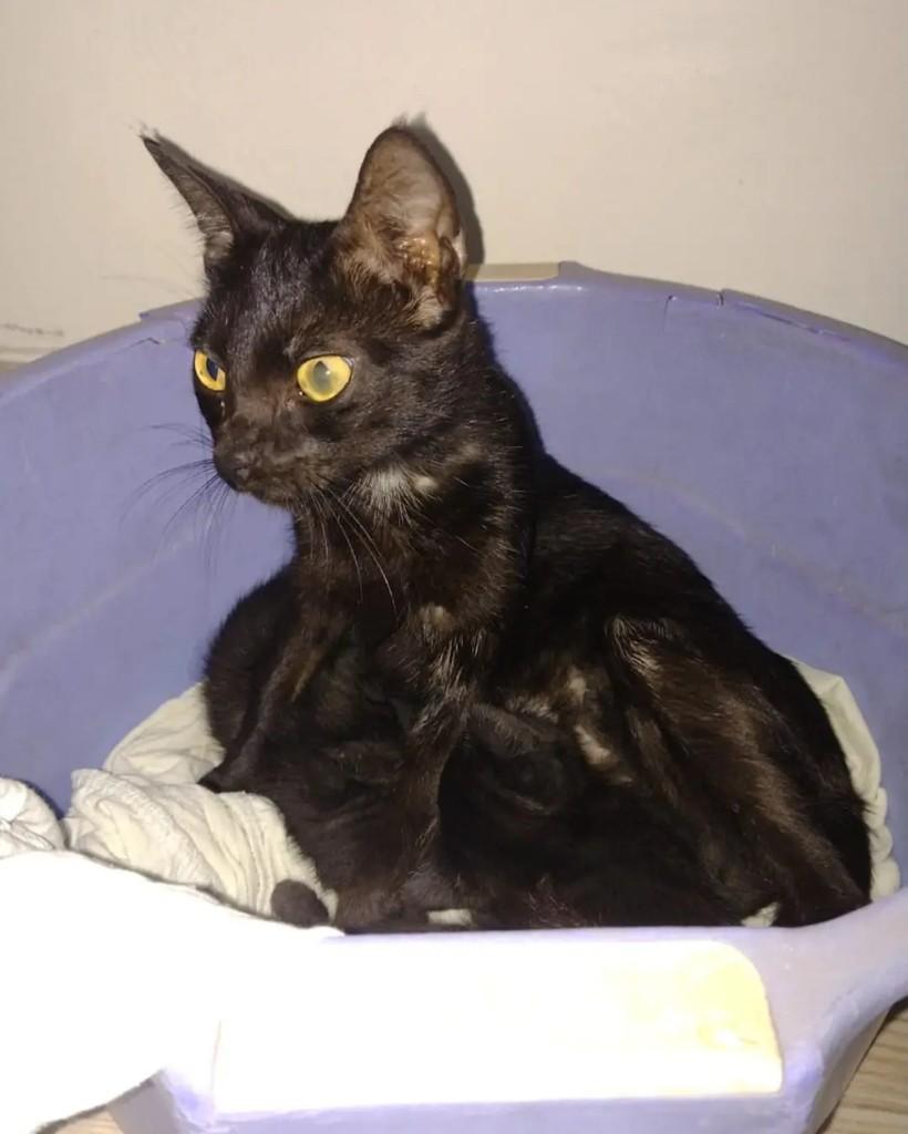 Belatrix, gata de porte pequeno para adoção em Cacoal - RO