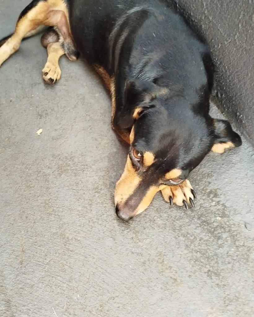 Picolé, cachorro de porte pequeno para adoção em Cacoal - RO