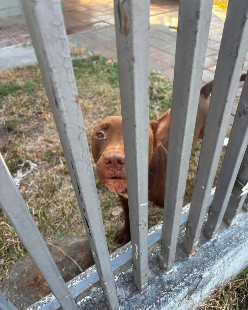 Quintino, cachorro de porte médio para adoção em Cacoal - RO