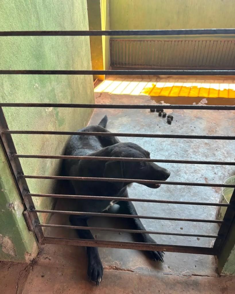 Cicatriz, cadela de porte pequeno para adoção em Cacoal - RO