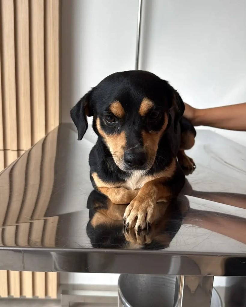 Toddynho, cachorro de porte pequeno para adoção em Cacoal - RO