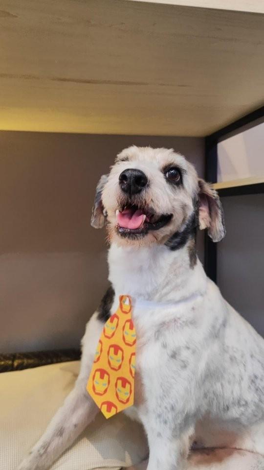 Orlok, cachorro de porte médio para adoção em Cacoal - RO