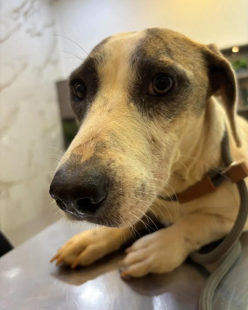 Antônia, cadela de porte pequeno para adoção em Cacoal - RO — foto 2 de 5