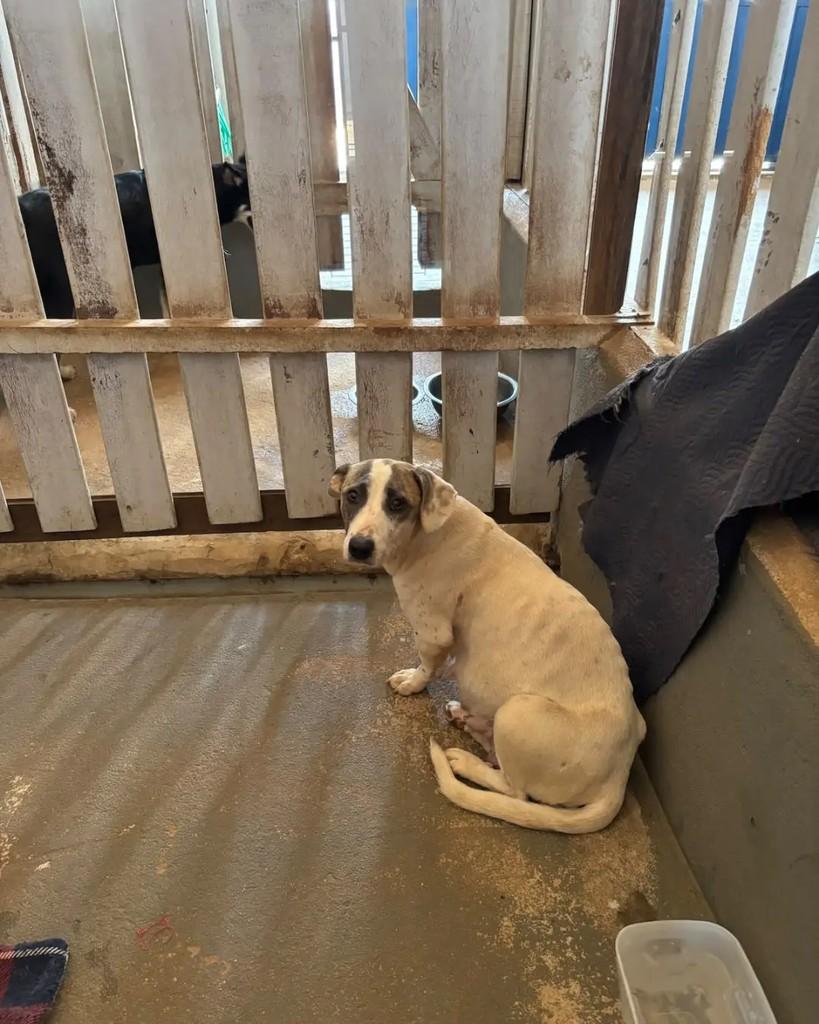 Antônia, cadela de porte pequeno para adoção em Cacoal - RO — foto 3 de 5