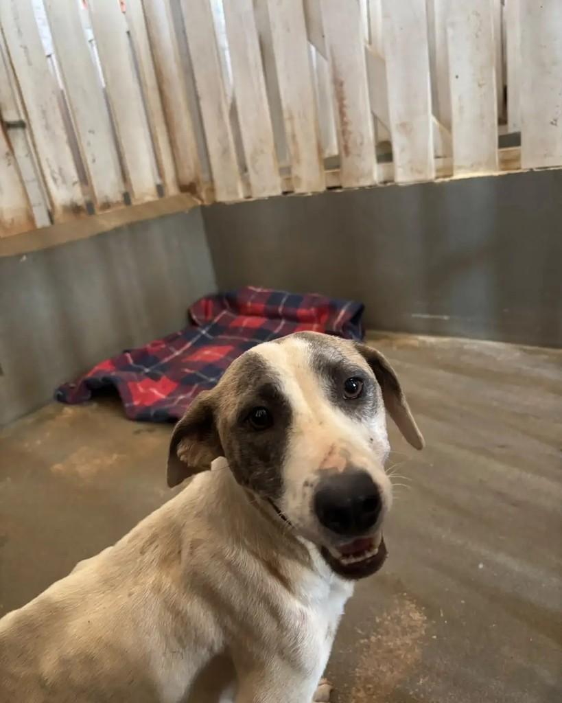 Antônia, cadela de porte pequeno para adoção em Cacoal - RO — foto 4 de 5
