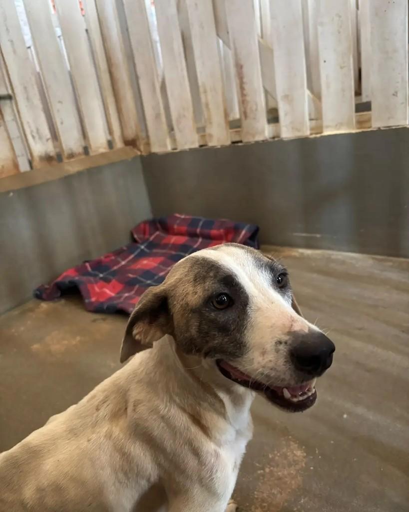 Antônia, cadela de porte pequeno para adoção em Cacoal - RO — foto 5 de 5
