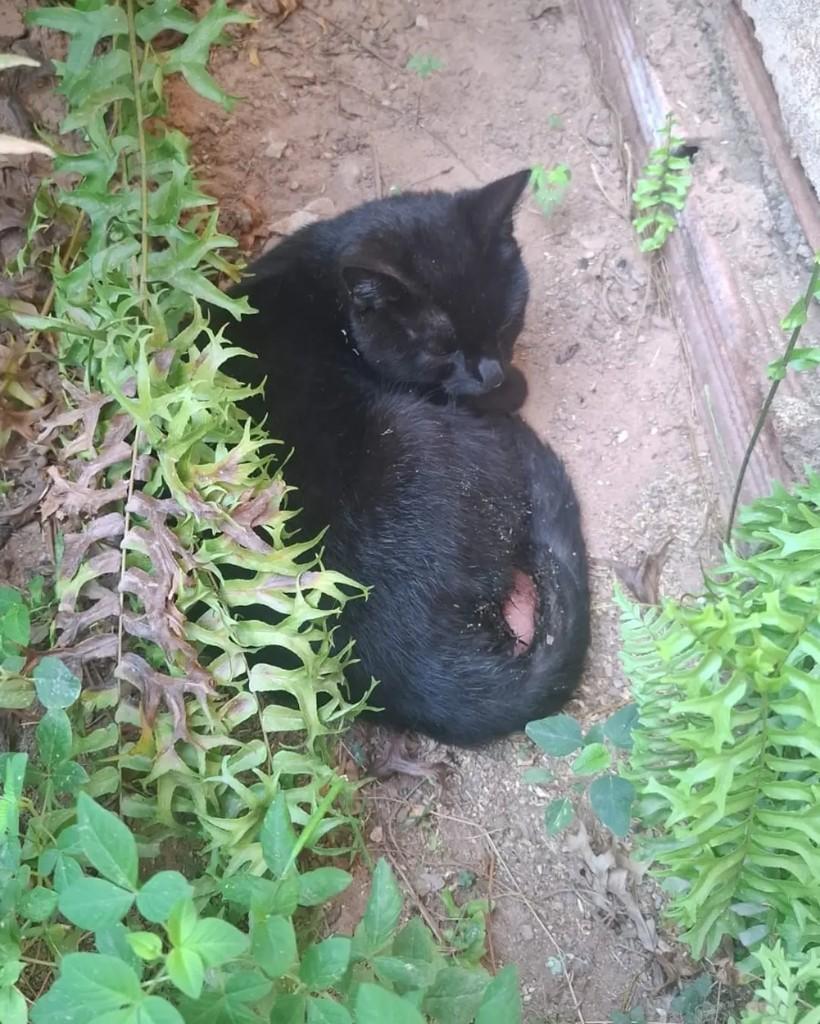 Nix, gata de porte pequeno para adoção em Cacoal - RO