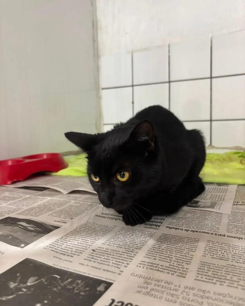 Nix, gata de porte pequeno para adoção em Cacoal - RO — foto 2 de 3