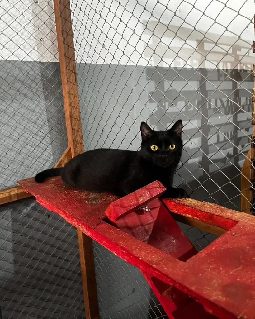 Nix, gata de porte pequeno para adoção em Cacoal - RO — foto 3 de 3
