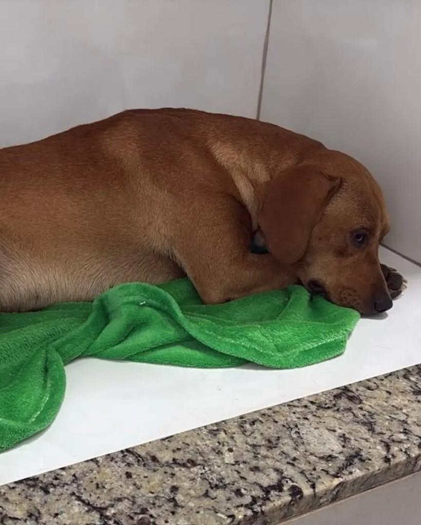 Queiroz, cachorro de porte pequeno para adoção em Cacoal - RO