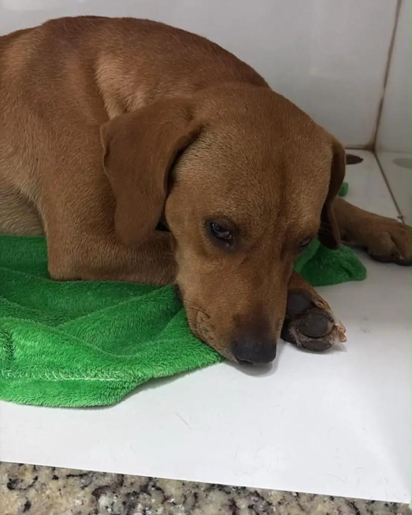 Queiroz, cachorro de porte pequeno para adoção em Cacoal - RO — foto 2 de 3