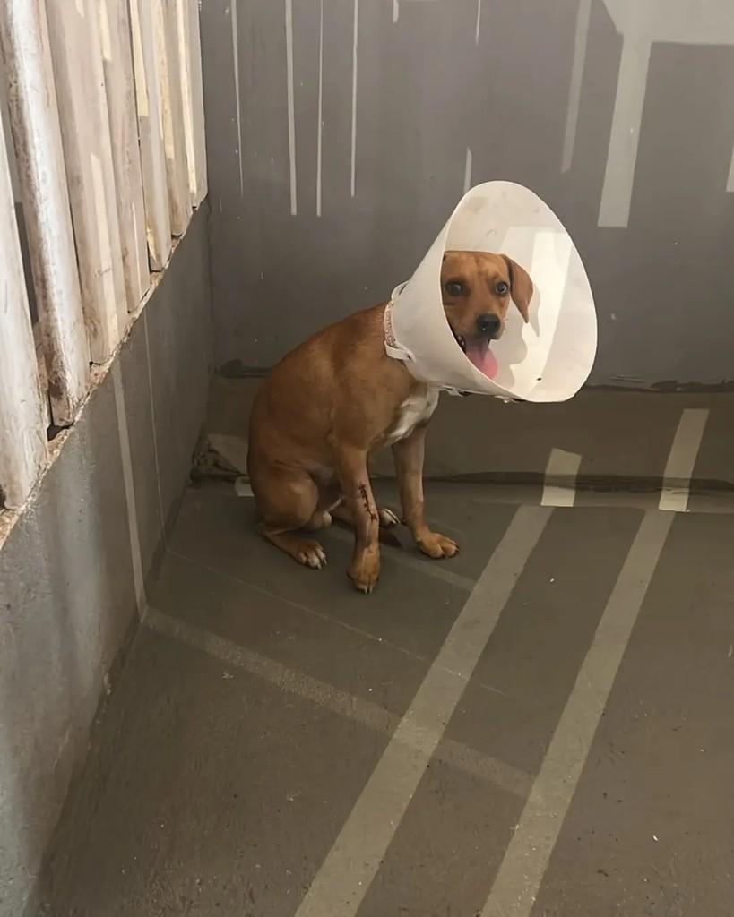 Queiroz, cachorro de porte pequeno para adoção em Cacoal - RO — foto 3 de 3