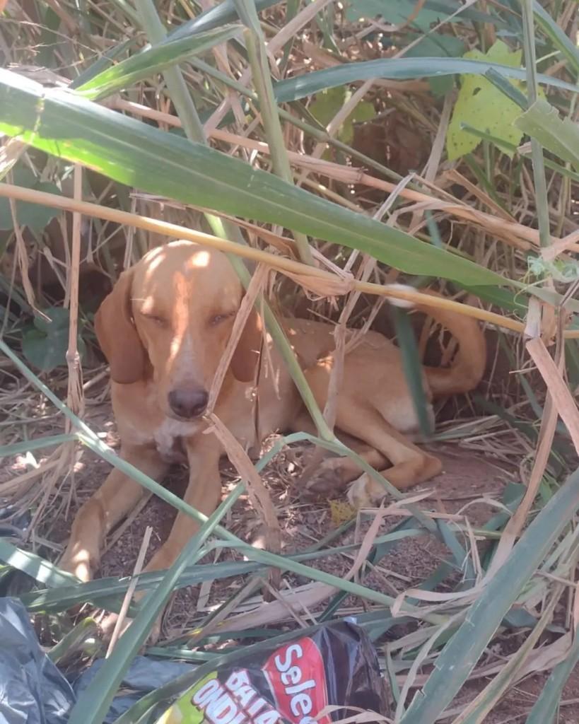 Melina, cadela de porte pequeno para adoção em Cacoal - RO