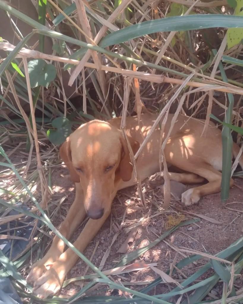 Melina, cadela de porte pequeno para adoção em Cacoal - RO — foto 2 de 4
