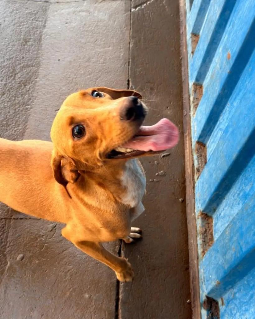 Melina, cadela de porte pequeno para adoção em Cacoal - RO — foto 3 de 4