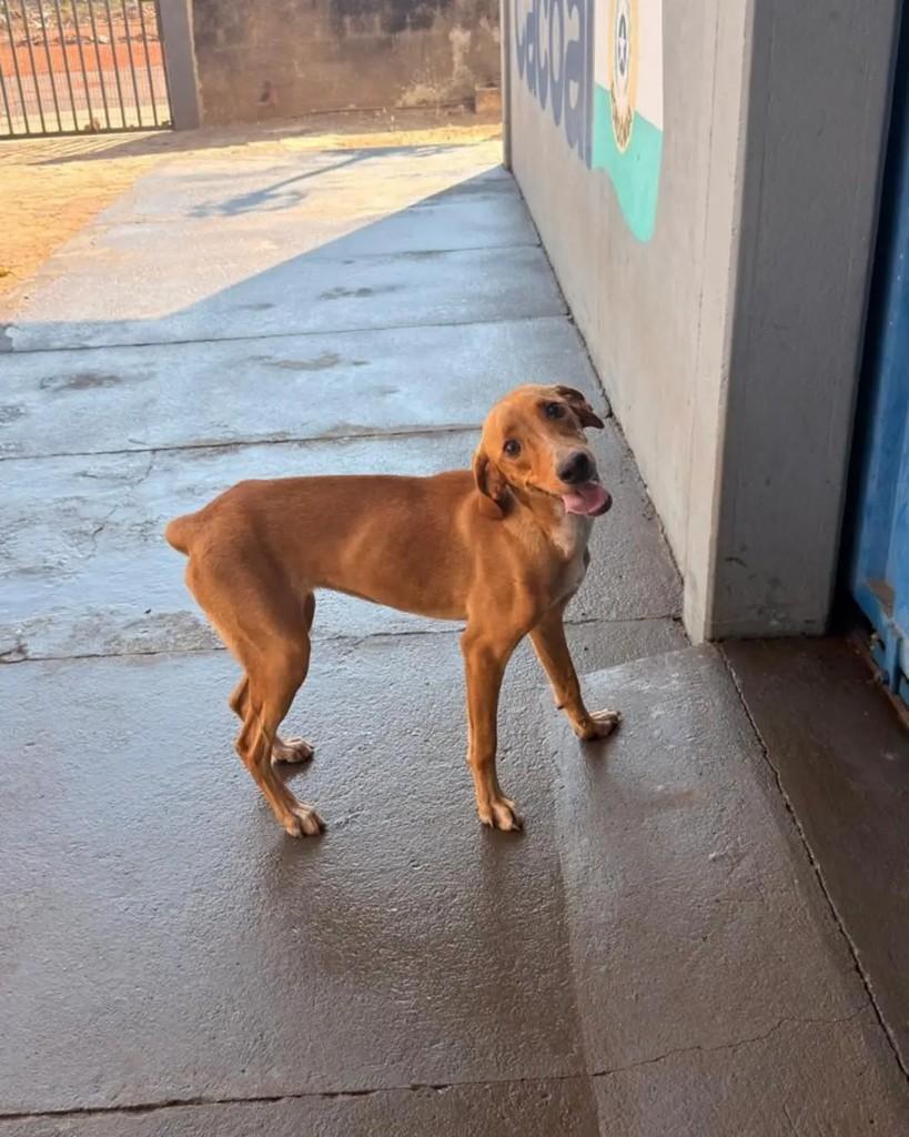 Melina, cadela de porte pequeno para adoção em Cacoal - RO — foto 4 de 4