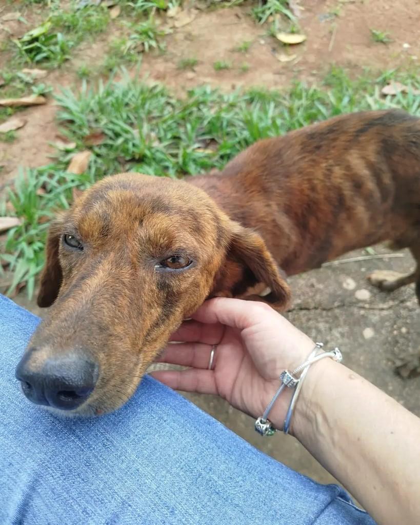 Tigrinho, cachorro de porte pequeno para adoção em Cacoal - RO