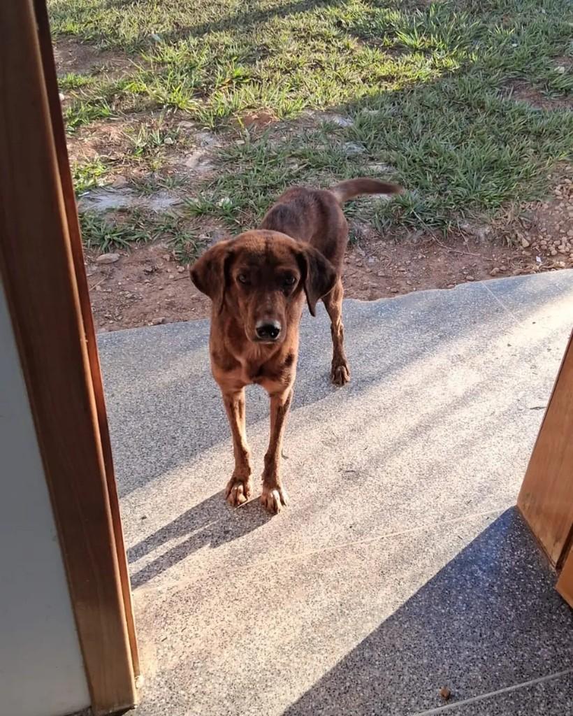 Tigrinho, cachorro de porte pequeno para adoção em Cacoal - RO — foto 2 de 6