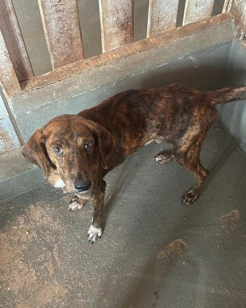 Tigrinho, cachorro de porte pequeno para adoção em Cacoal - RO — foto 3 de 6