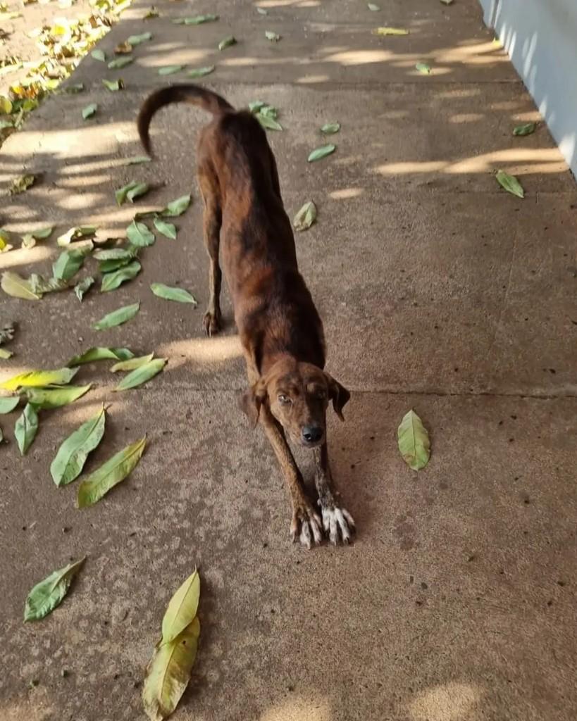 Tigrinho, cachorro de porte pequeno para adoção em Cacoal - RO — foto 4 de 6