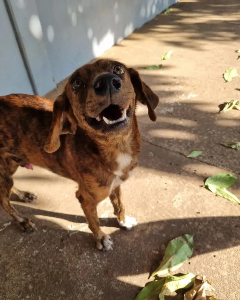 Tigrinho, cachorro de porte pequeno para adoção em Cacoal - RO — foto 5 de 6