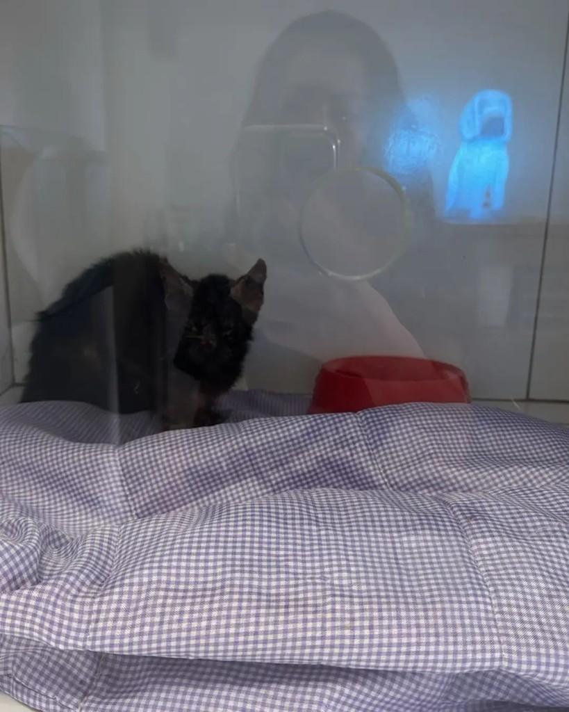 Mirela, gato de porte pequeno para adoção em Cacoal - RO