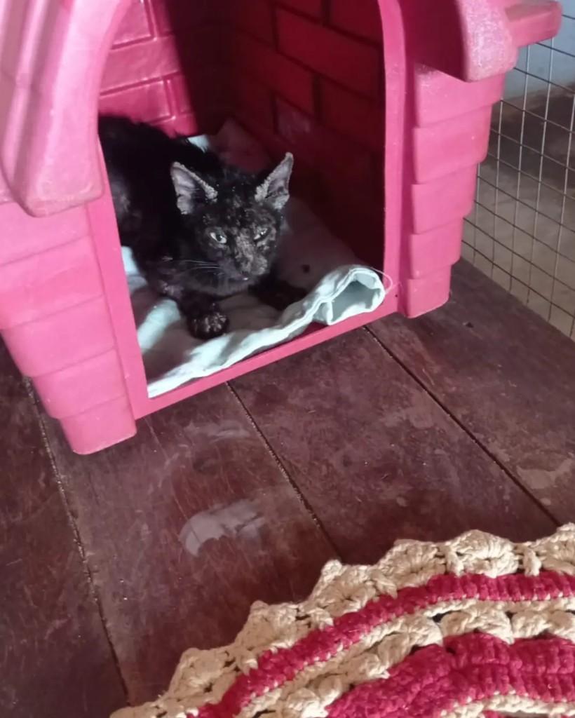 Mirela, gato de porte pequeno para adoção em Cacoal - RO — foto 2 de 2