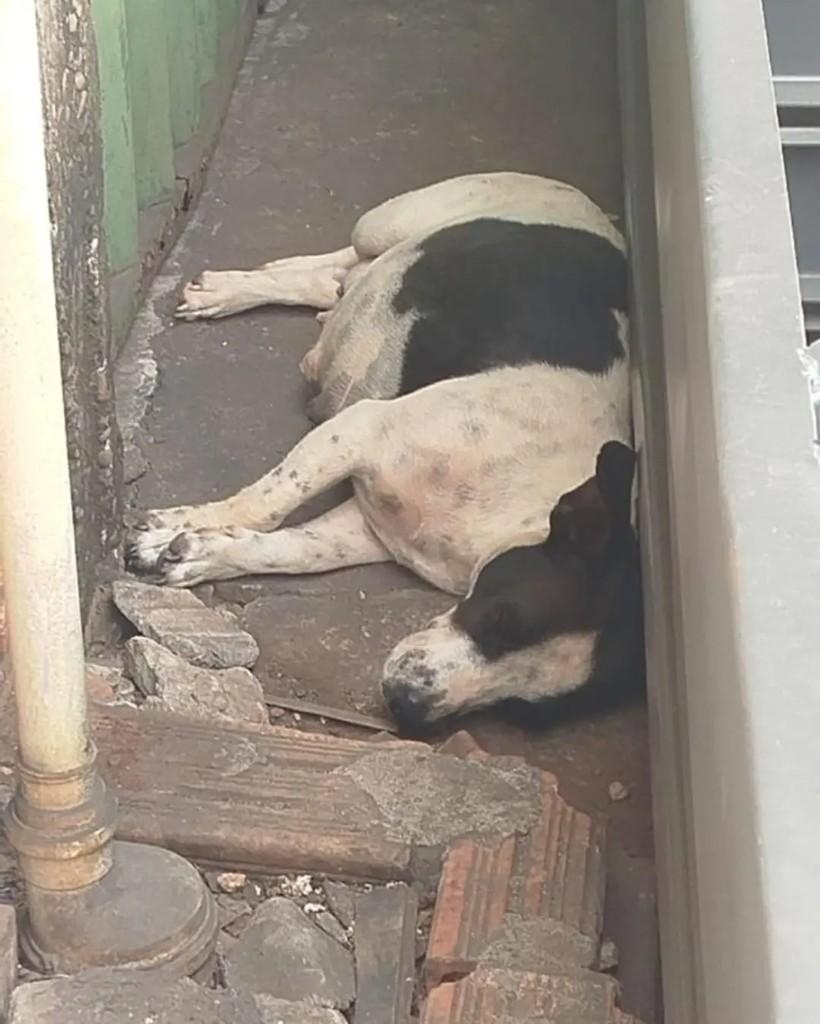 Millie, cadela de porte médio para adoção em Cacoal - RO