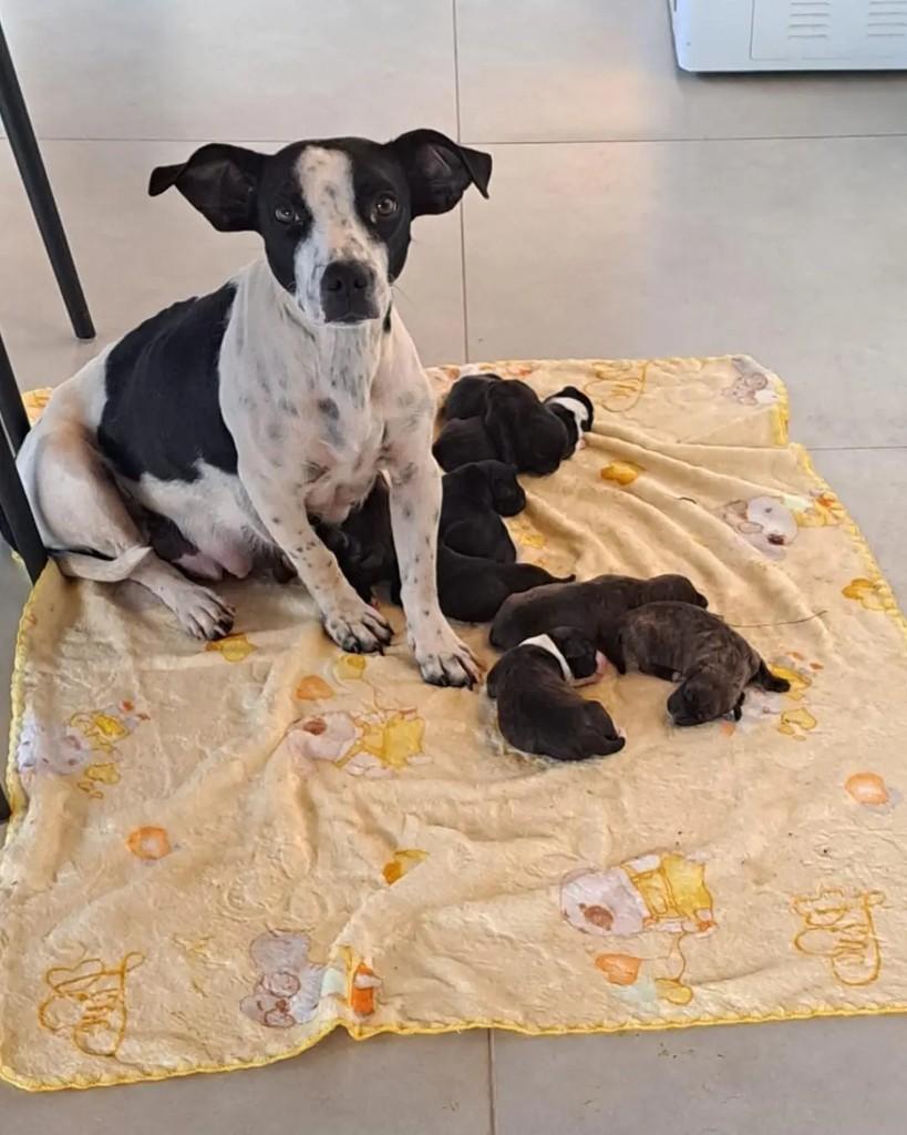 Millie, cadela de porte médio para adoção em Cacoal - RO — foto 2 de 4