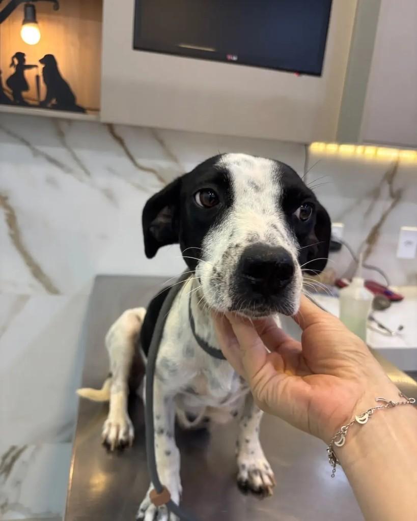 Millie, cadela de porte médio para adoção em Cacoal - RO — foto 3 de 4