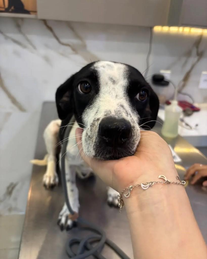 Millie, cadela de porte médio para adoção em Cacoal - RO — foto 4 de 4